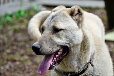 Dog Bite Settlements and New Jersey Law -