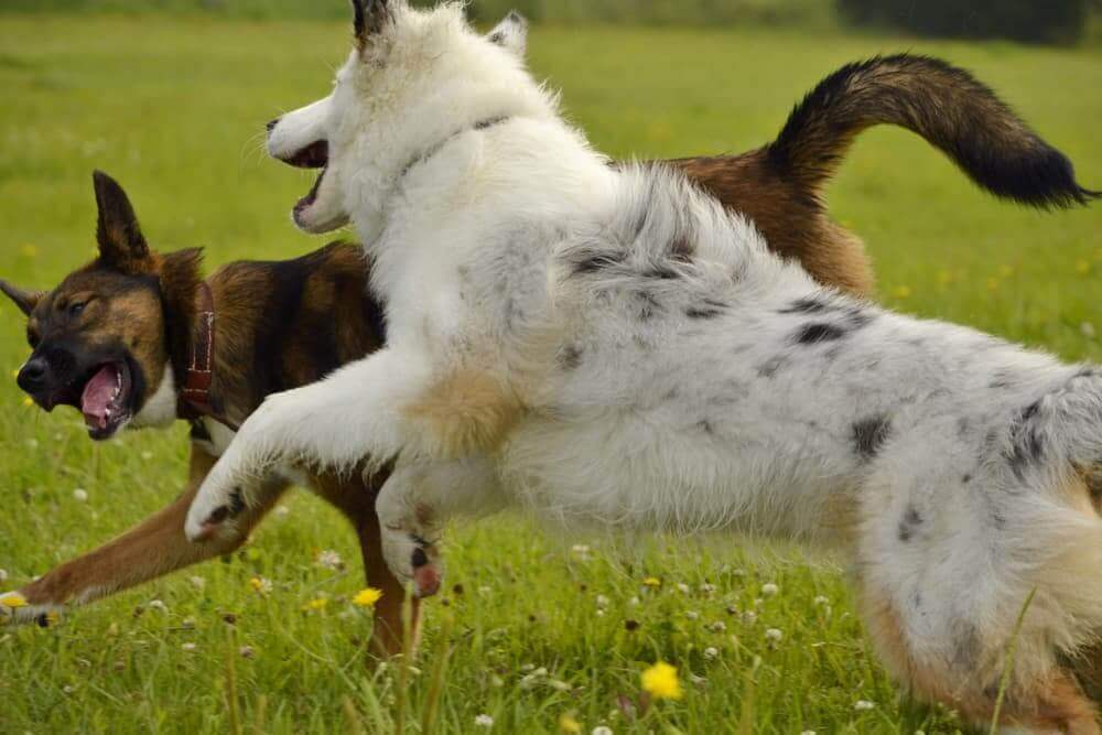 A Dog Escaped and Bit Another Dog