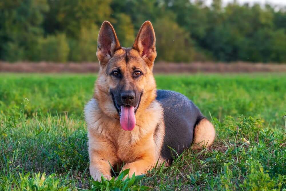 Are German Shepherds Dangerous