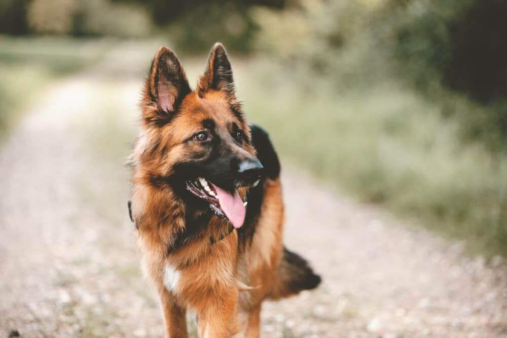 Are German Shepherds Dangerous