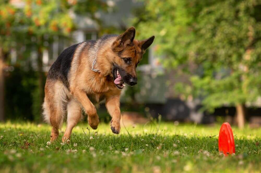 Are German Shepherds Dangerous