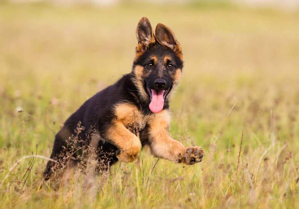 Are German Shepherds Dangerous