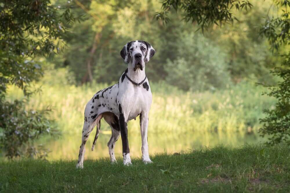 Are Great Danes Dangerous