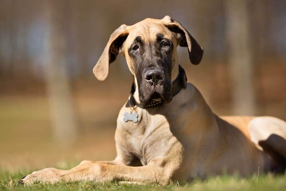Are Great Danes Dangerous