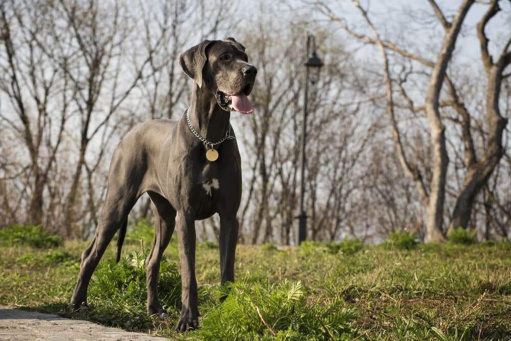 Are Great Danes Dangerous