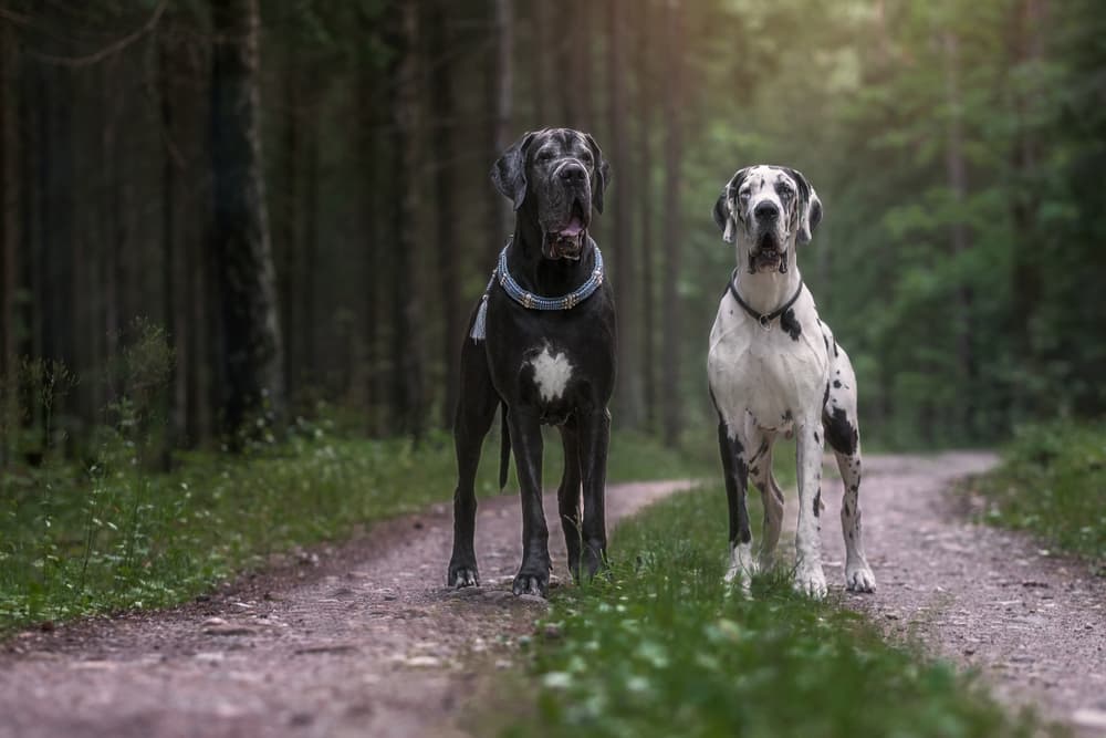 Are Great Danes Dangerous