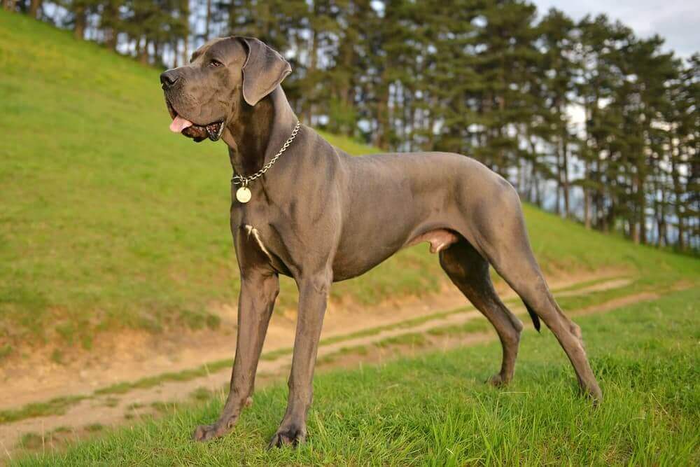 Are Great Danes Dangerous