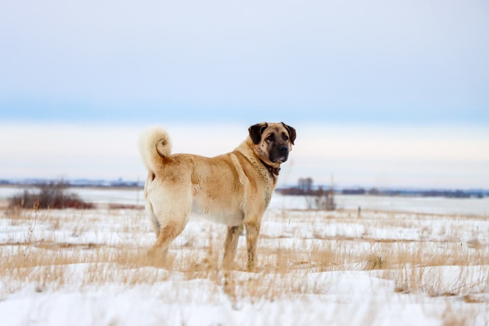 Are Kangal Dogs Dangerous