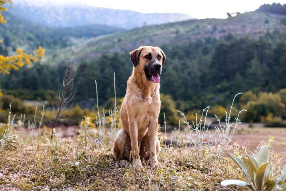 Are Kangal Dogs Dangerous?