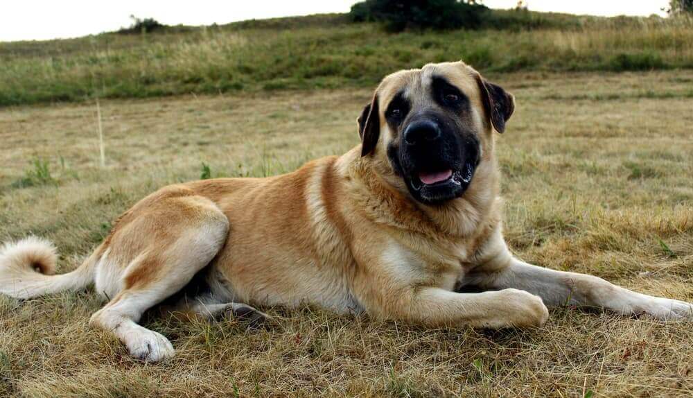 Kendal dog in nature. 