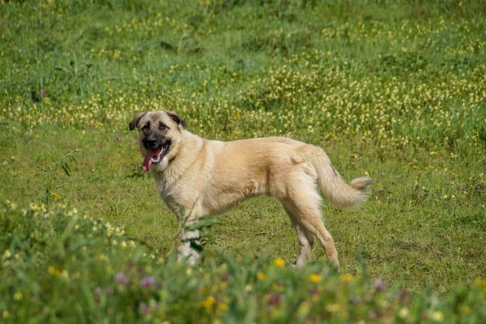 Kendal dog in nature. 