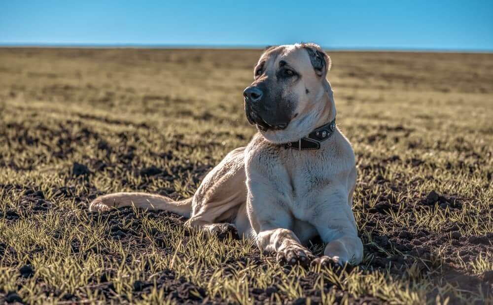 Kendal dog in nature. 