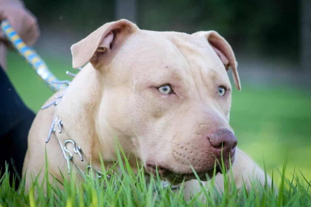 Are Pitbull Dangerous 2