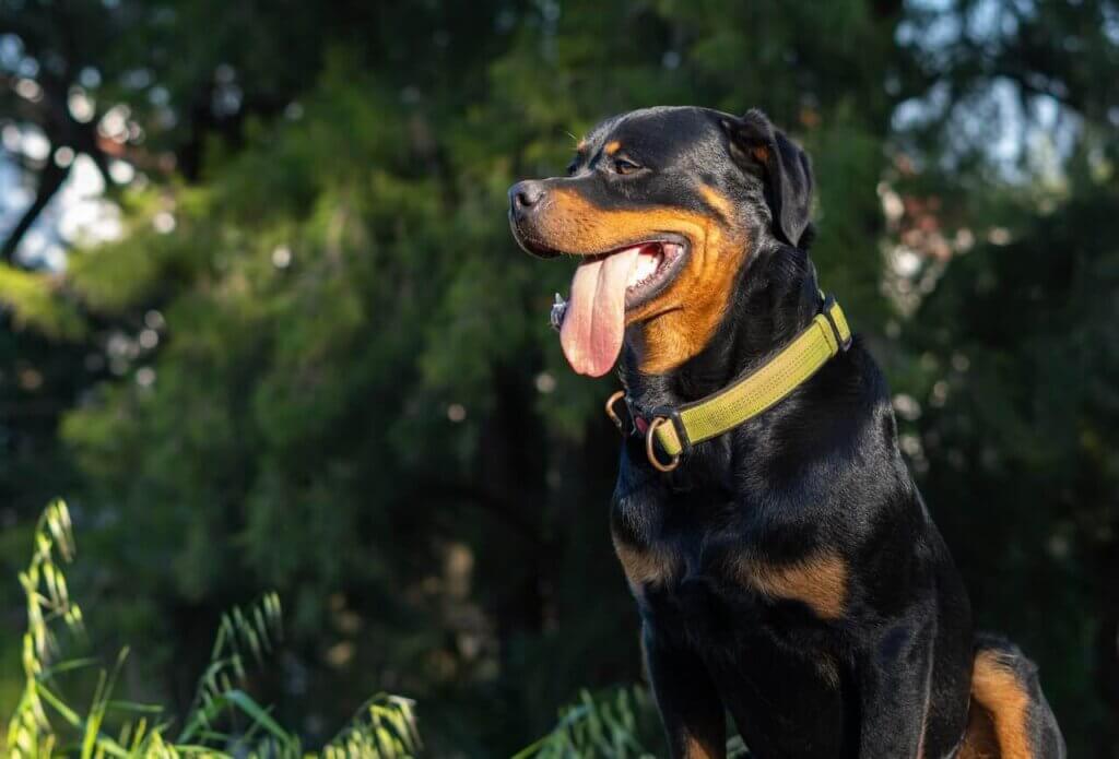 Are Rottweiler Dangerous