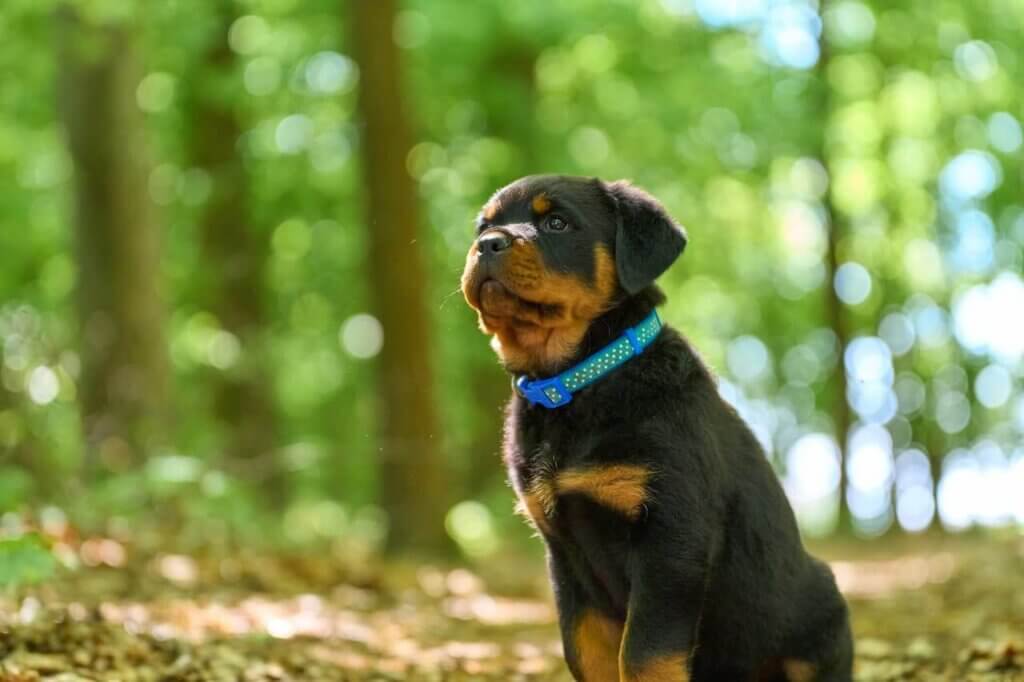 Are Rottweiler Dangerous