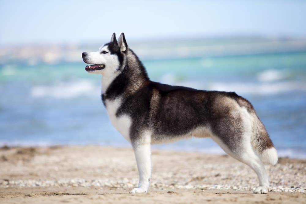Are Siberian Huskies Dangerous