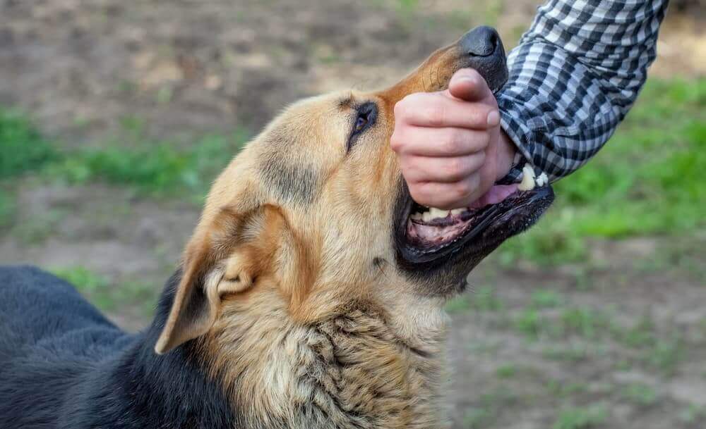 Can a Dog Bite Really Break Your Bones? Understanding the Risks and Symptoms