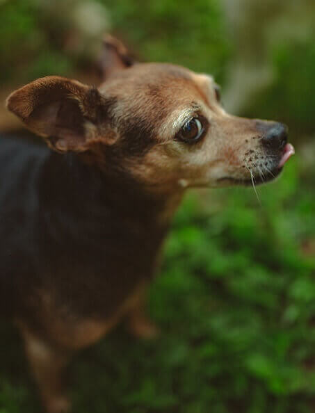 Small Dog Breeds Can Bite