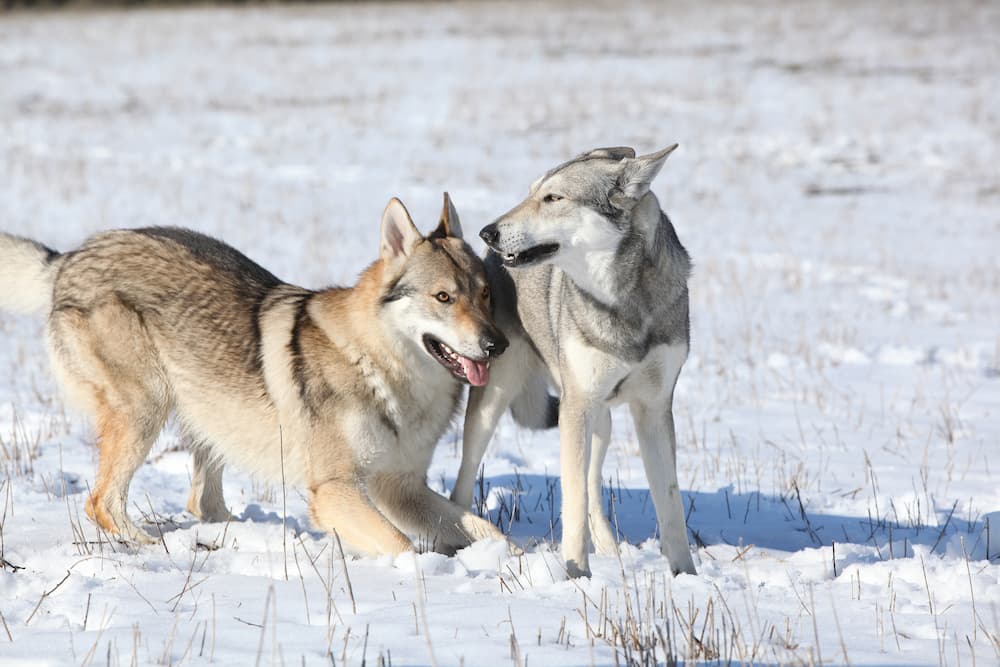 How to Teach a Dog Not to Bite