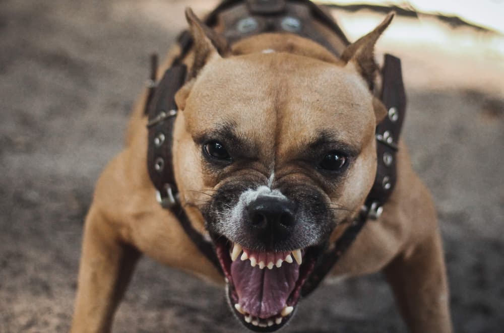 The Dangers of Dog Breeds with a History of Aggression in New Jersey