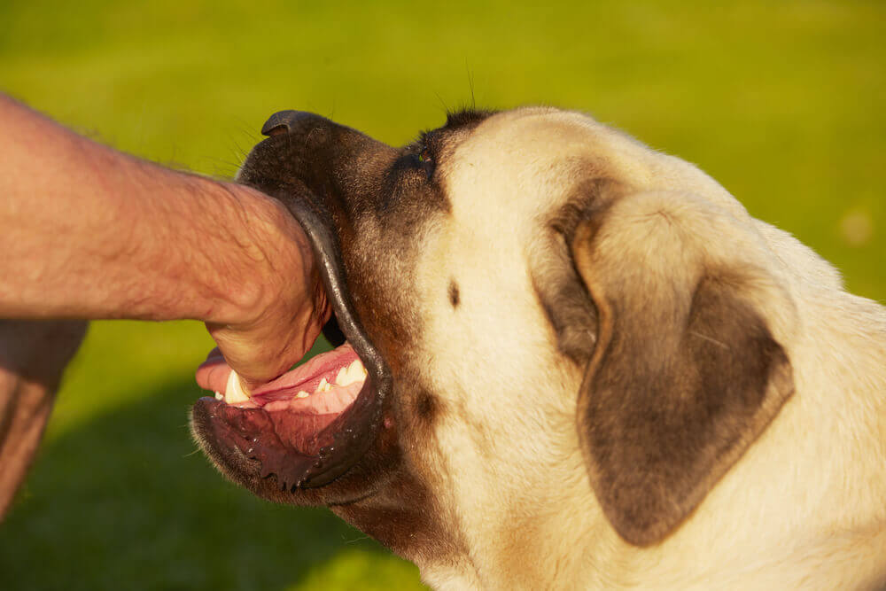 The Statute of Limitations for Dog Bite Cases in New Jersey