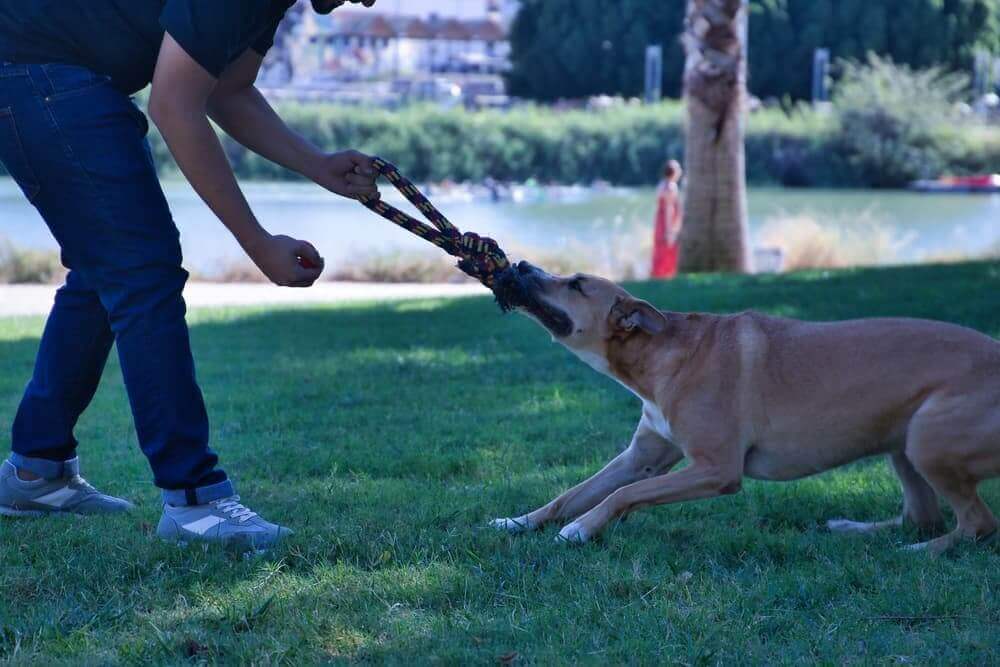 Understanding the Average Settlement for Dog Bite Cases