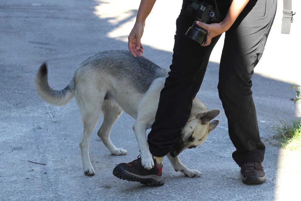 Unleashing the Truth Understanding Dog Bite Lawsuit Settlement Amounts