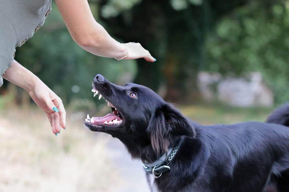 What To Do with a Dog that Bites Their Owner?