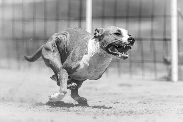 New Jersey Dog Bite Lawyer