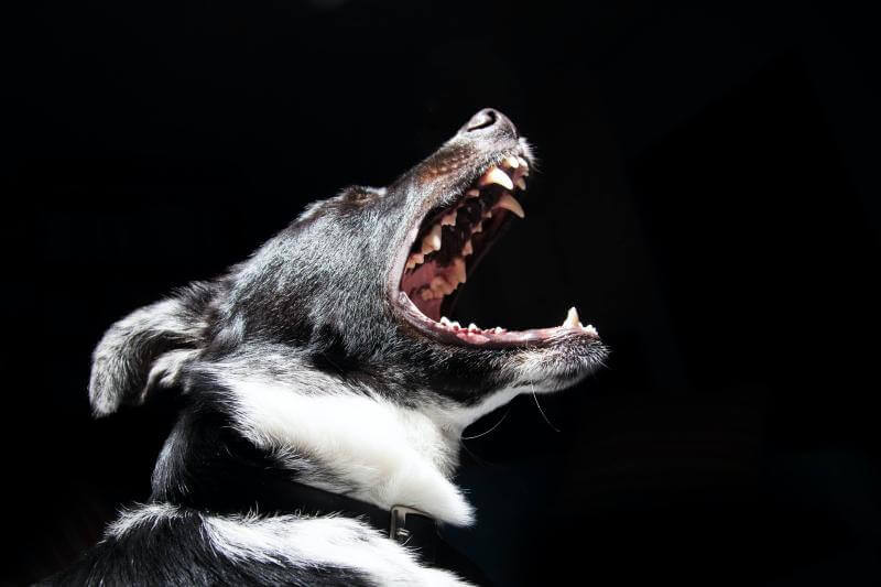 New Jersey Dog Bite Lawyer
