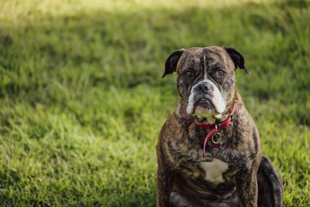 Are American Bulldogs Dangerous?