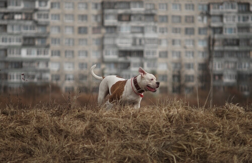 Are American Bulldogs Dangerous?