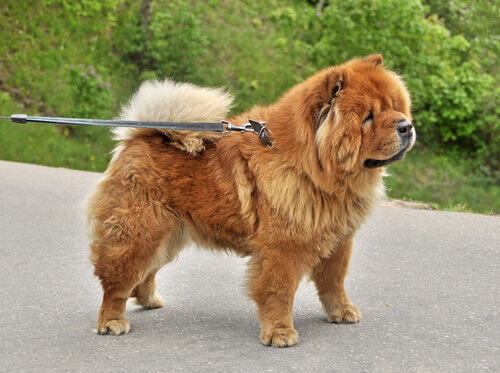 Are Chow Chows Dangerous? 