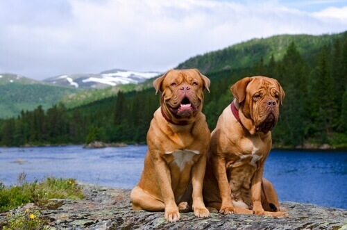 Are Dogue de Bordeaux Dangerous?