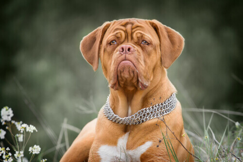 Are Dogue de Bordeaux Dangerous?