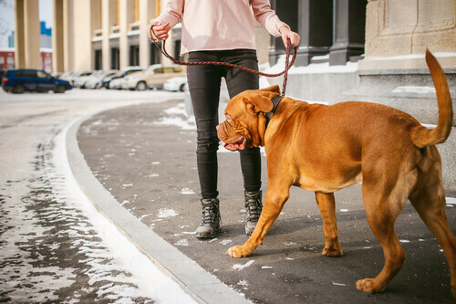 Are Dogue de Bordeaux Dangerous?