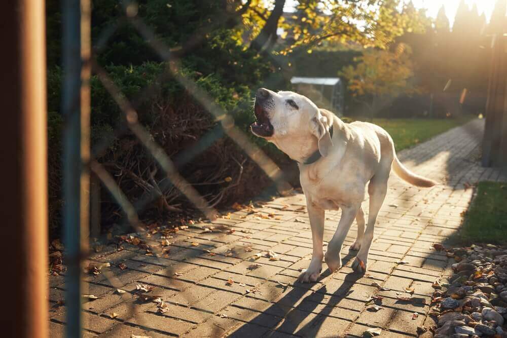 Are Labrador Retrievers Dangerous?