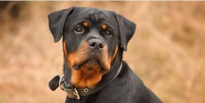 What dog has the strongest bite?