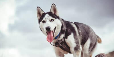 What dog has the strongest bite?