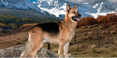 What dog has the strongest bite?