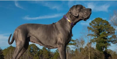 What dog has the strongest bite?