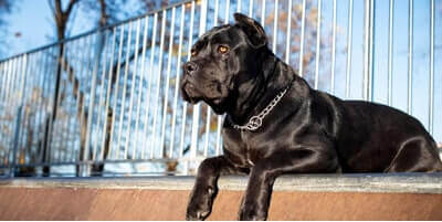 What dog has the strongest bite?