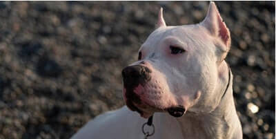 What dog has the strongest bite?