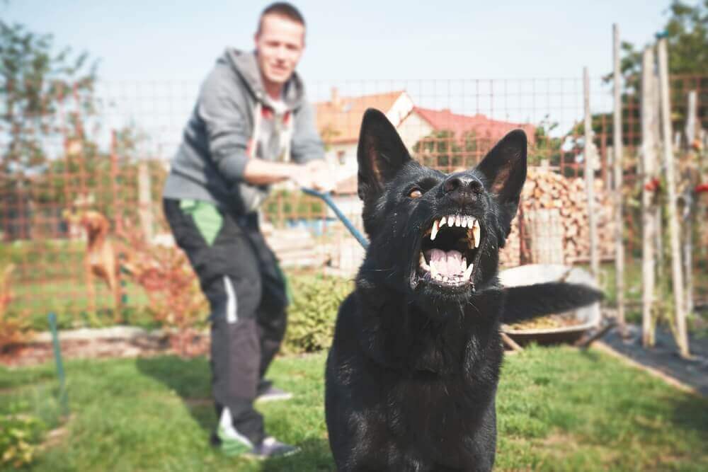 Can I Shoot a Dog Attacking My Dog?