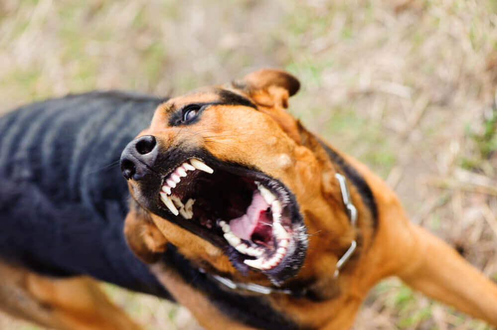 Can I Shoot a Dog Attacking My Dog?