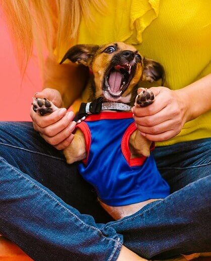 angry dog sitting on child's lap before a dog bite lawsuit
