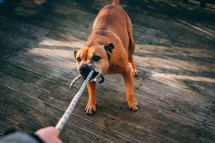aggressive dog biting on rope for person needing a dog bite lawyer