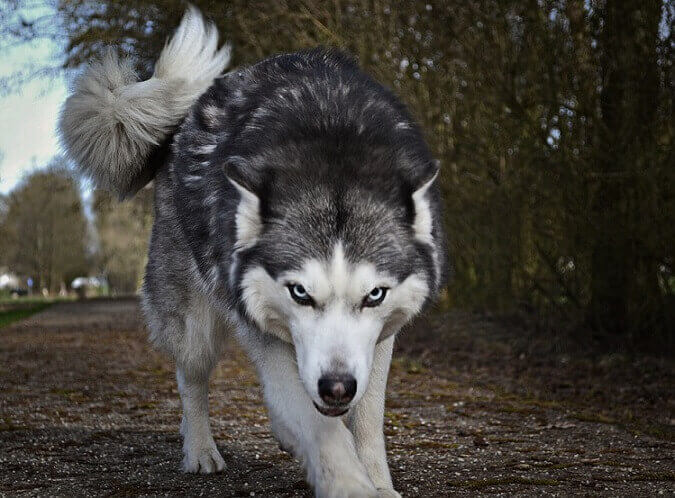 dog ready to attack find a dog bite litigation specialist