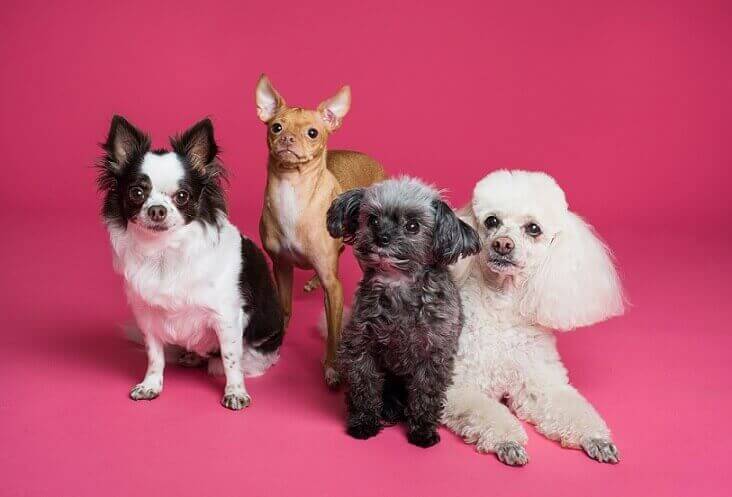 4 dog breeds on a pink background