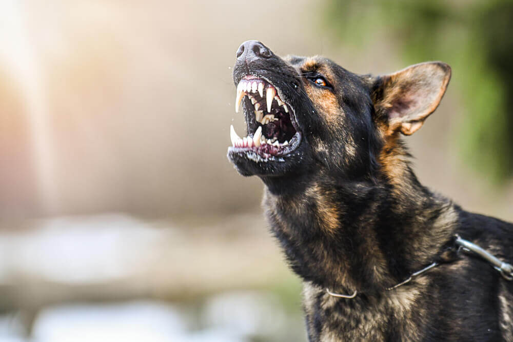 Can a Dog Be Euthanized for Biting Someone?